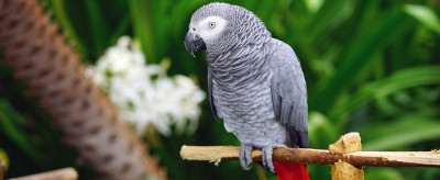 Jako (Afrika Gri) Papağanı