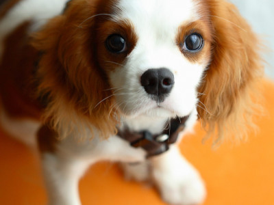 Cavalier King Charles Cinsi (Irkı) Köpek