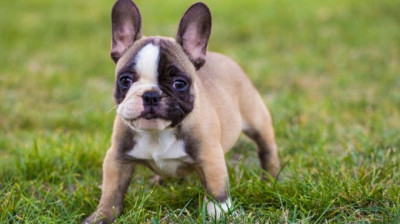French Bulldog Cinsi (Irkı) Köpek