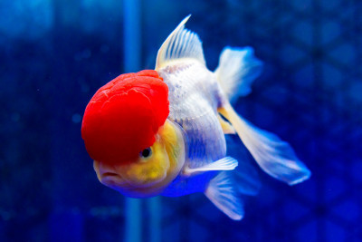 Oranda Japon balığı (Red Cap)