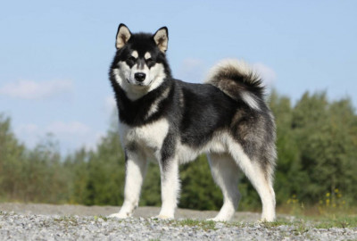 Alaska Malamut Cinsi (Irkı) Köpek
