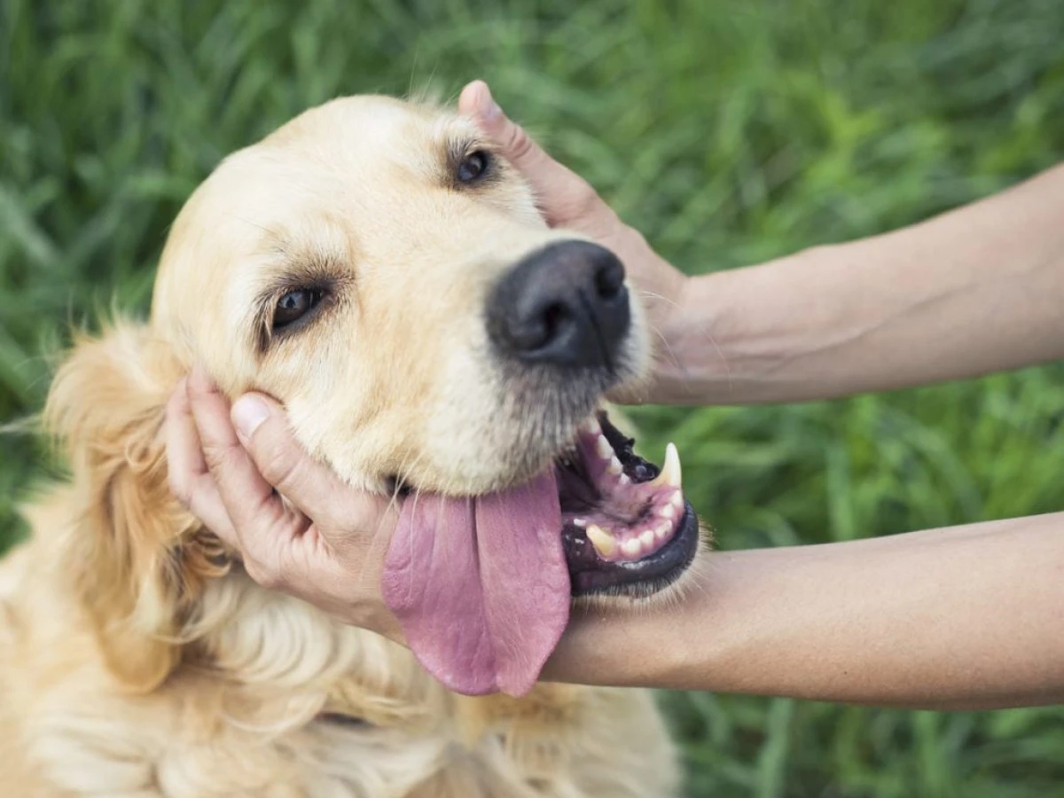 köpekler nasıl ölür