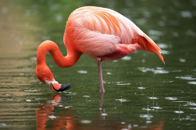 Flamingo kuşu