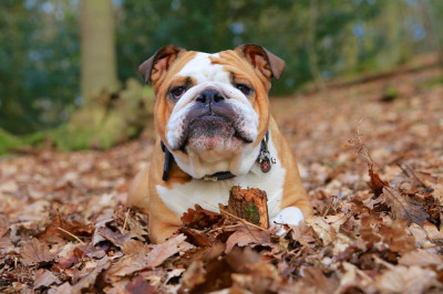 İngiliz Bulldog Cinsi (Irkı) Köpeği