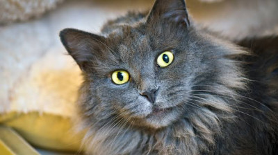 Nebelung Cinsi (Irkı) Kedi