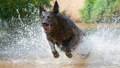 Hollanda Çoban Köpeği