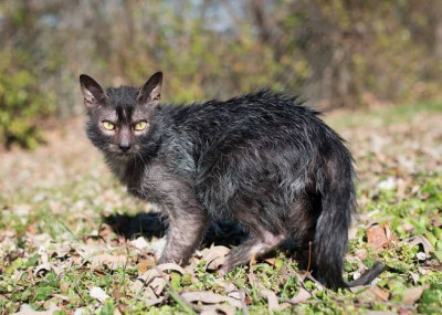 Lykoi Cinsi (Irkı) Kedi