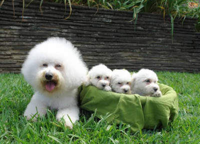 Bichon Frise Cinsi (Irkı) Köpek