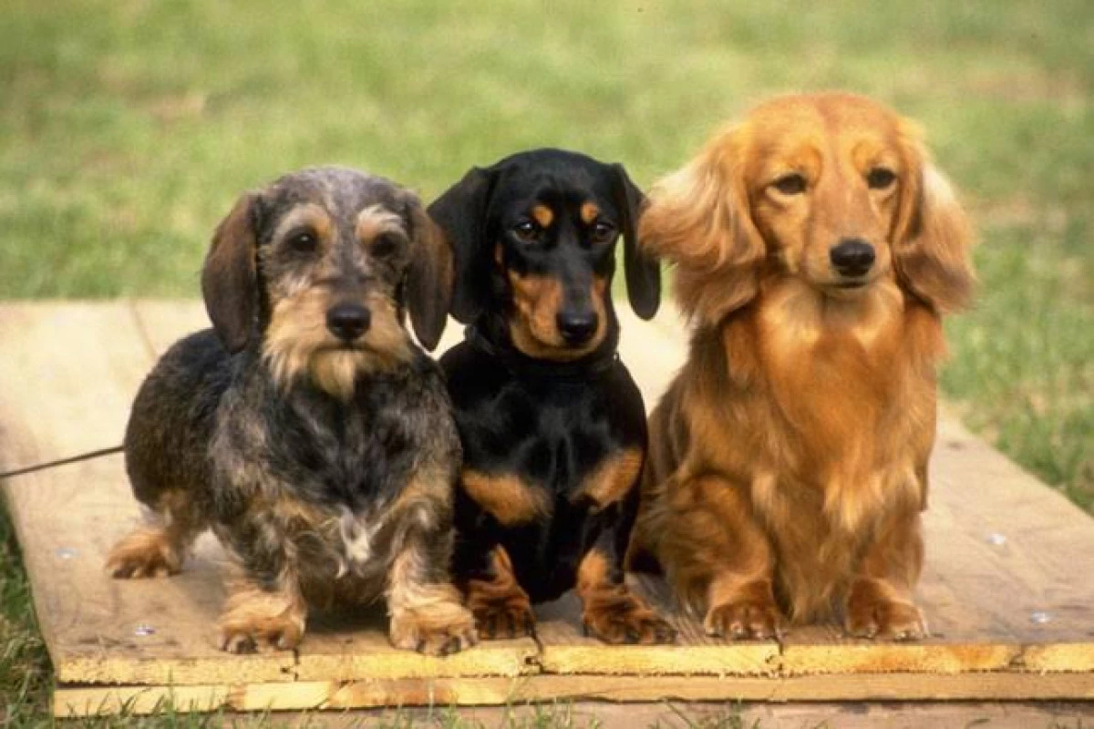 Dachshund Sosis Cinsi Kopek Kopek Cinsleri Petipet