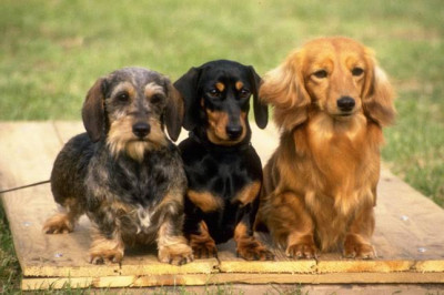 Dachshund (Sosis) Cinsi Köpek