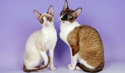 Cornish Rex Cinsi (Irkı) Kedi