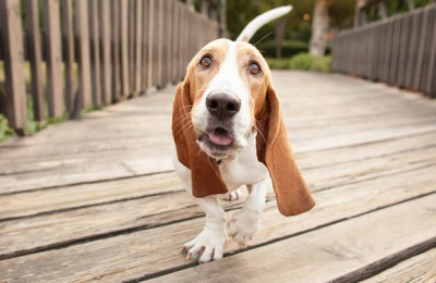 Basset Hound Cinsi (Irkı) Köpek