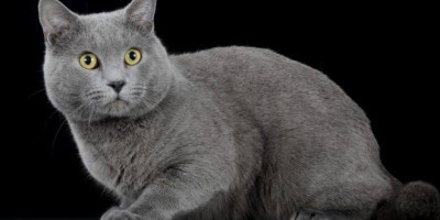 Chartreux Cinsi (Irkı) Kedi