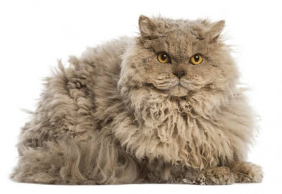 Selkirk Rex Cinsi (Irkı) Kedi