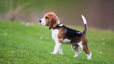 Beagle Cinsi (Irkı) Köpek