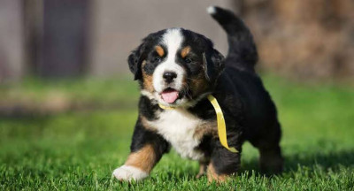 Bernese Mountain Dog Cinsi (Irkı) Köpek