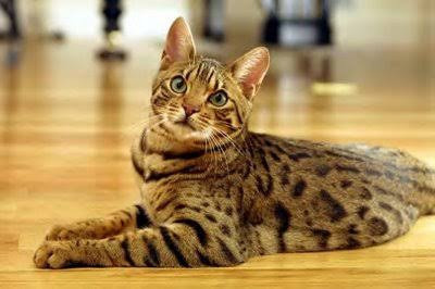Ocicat Cinsi (Irkı) Kedi