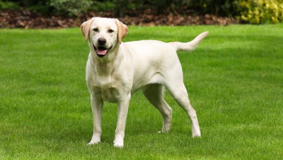 Labrador Retriever Cinsi (Irkı) Köpek