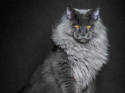 Maine Coon Cinsi (Irkı) Kedi