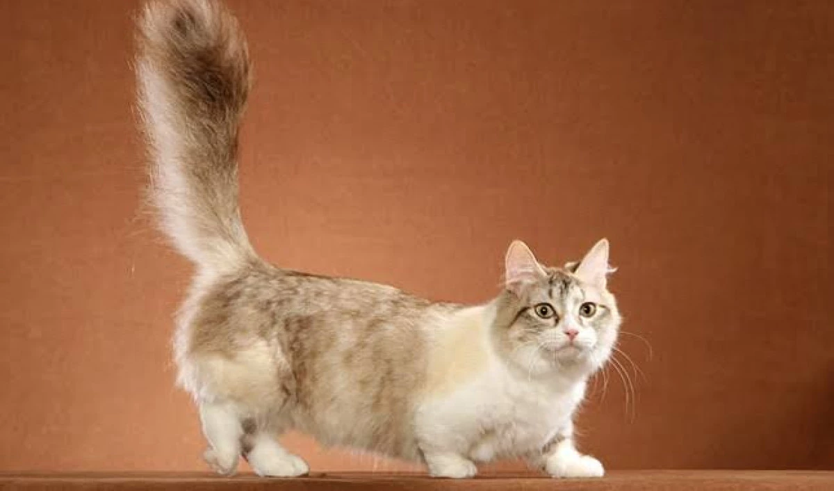 Munchkin Cinsi Irki Kedi Kedi Cinsleri Petipet