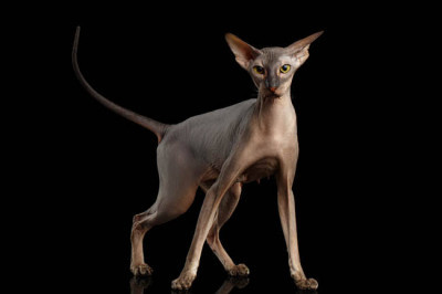Peterbald Cinsi (Irkı) Kedi