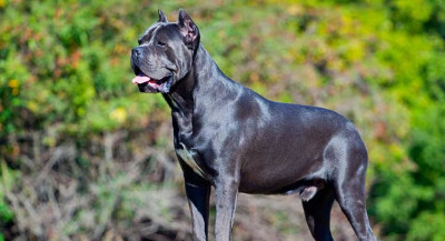 Cane Corso Cinsi (Irkı) Köpek