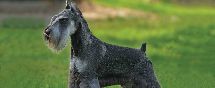 Schnauzer Cinsi Irki Kopek Kopek Cinsleri Petipet