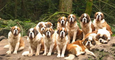 St. Bernard (Saint Bernard) Cinsi Köpek