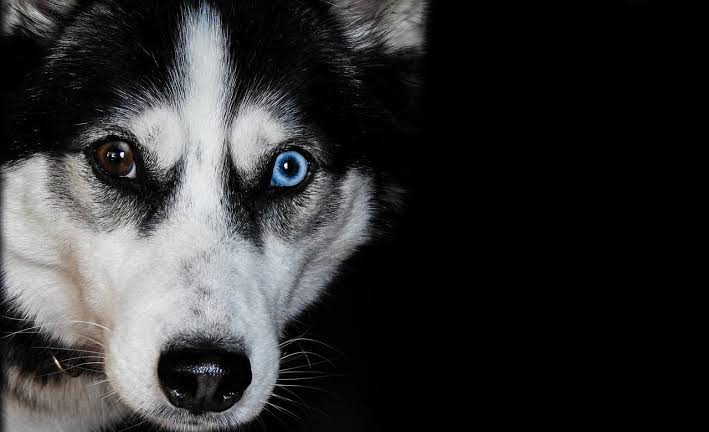 Husky Sibirya Kurdu Cinsi Kopek Kopek Cinsleri Petipet