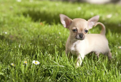 Chihuahua Cinsi (Irkı) Köpek