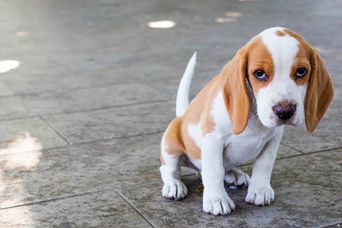 Beagle Cinsi Irki Kopek Kopek Cinsleri Petipet