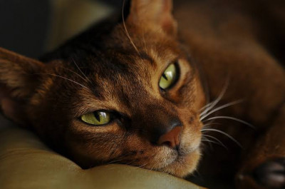 Abyssinian Cinsi (Irkı) Kedi