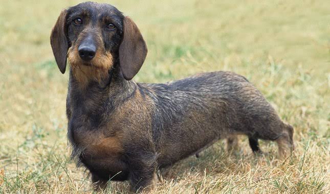 Dachshund Sosis Cinsi Kopek Kopek Cinsleri Petipet