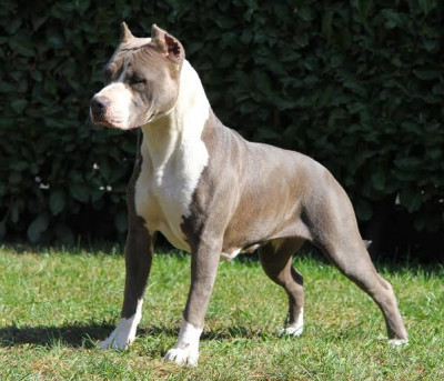 Amerikan Staffordshire Teriyeri Cinsi (Irkı) Köpek