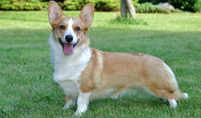 Cardigan Welsh Corgi Cinsi Irki Kopek Kopek Cinsleri Petipet