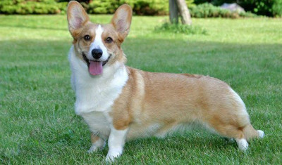 Cardigan Welsh Corgi Cinsi (Irkı) Köpek