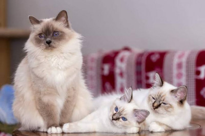 Birman Cinsi (Irkı) Kedi