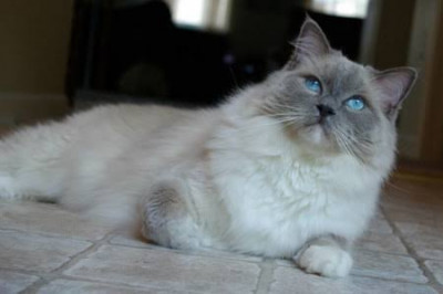 Ragdoll Cinsi (Irkı) Kedi