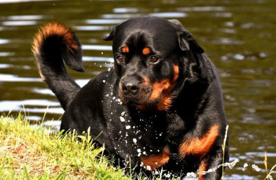 Rottweiler Cinsi (Irkı) Köpek