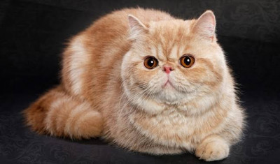 Exotic Shorthair Cinsi (Irkı) Kedi