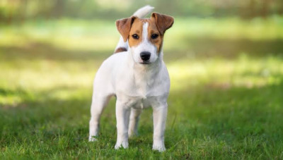 Jack Russel Cinsi (Irkı) Köpek