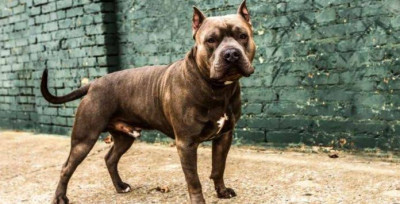 Amerikan Pitbull Teriyer