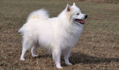 Amerikan Eskimo Cinsi (Irkı) Köpek
