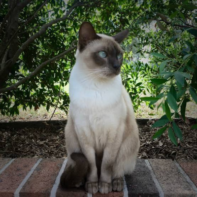 Tonkinese Cinsi (Irkı) Kedi