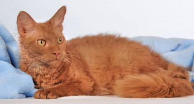 La Perm Cinsi (Irkı) Kedi