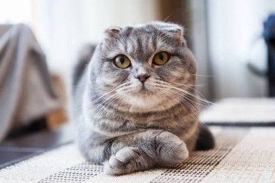 Scottish Fold Cinsi (Irkı) Kedi