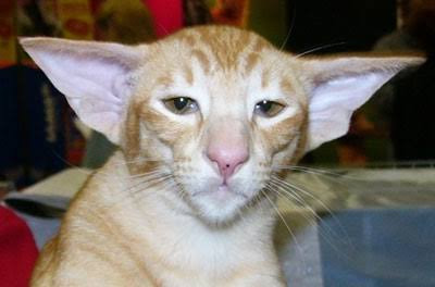Oriental Shorthair Cinsi (Irkı) Kedi