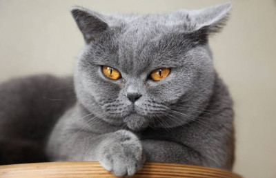 British Shorthair Cinsi (Irkı) Kedi