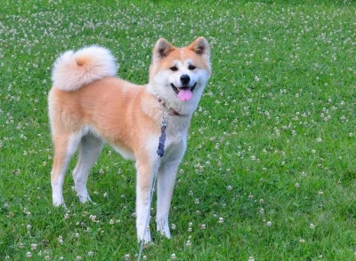 Kopek Cinsleri Akita Inu Cinsi Kopek