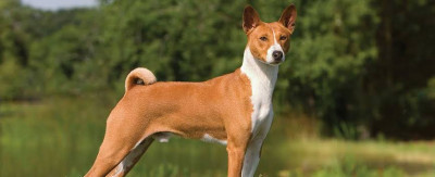 Basenji Cinsi (Irkı) Köpek
